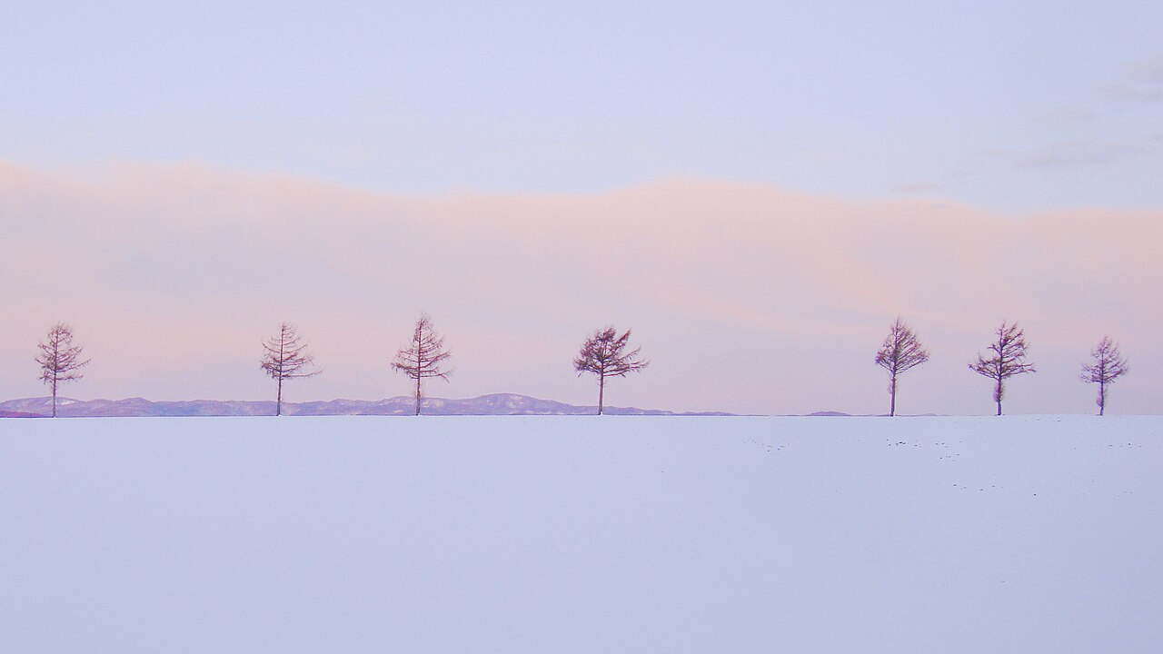 Seven bare larch trees in a row on an untouched snowfield under a pale pink dawn sky